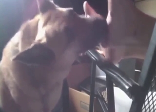 Sexy animal licking soles & toes in FF bestiality