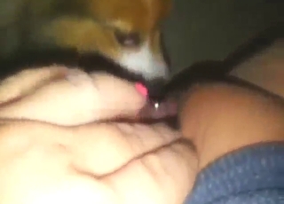 Tanned pussy on display as beast licks in POV