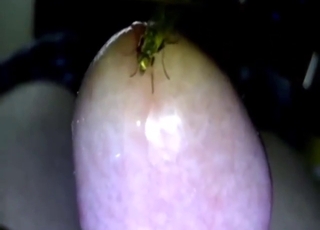 Hot bestiality porn shows a fly on his penis