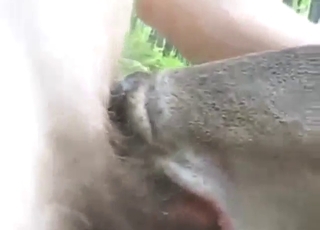 Dude wants to slide his cock in a deer's hole
