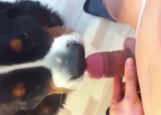 Pussy of a sexy dog will be used for fun as well