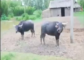 Beast-on-beast zoophile porn with sexy buffaloes