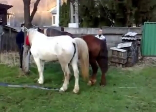 Zoophile voyeur recording horses fucking hard