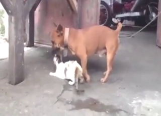 Doggo drilling that cat's hot pussy from behind