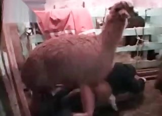 Beauty's little cunt is getting nicely fucked