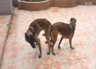 Slim dogs fucking each other with real lust