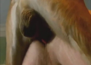 Anal fuck with a dog turns for the better for him