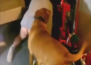 Anal fuck with a dog turns for the better for him