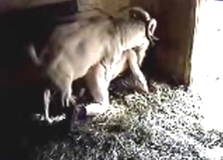 Farm animals recorded by a hidden cam in zoo porn