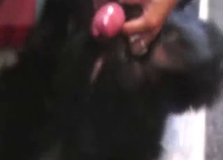 Hispanic hottie shows what she can do with dick