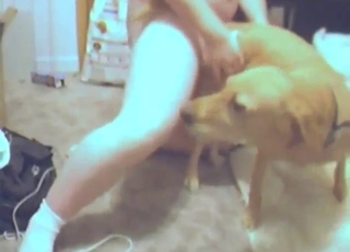 Dog's pussy explored by a guy's hard dick