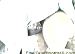 Horse pussy is going to be ruined, HOT close-ups