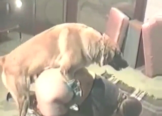 Dog smashes a sexy German MILF who climaxes