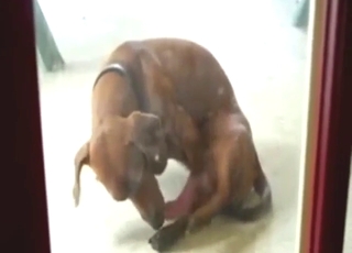 Auto-fellatio dog movie with a slutty Dachshund