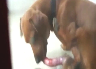 Auto-fellatio dog movie with a slutty Dachshund