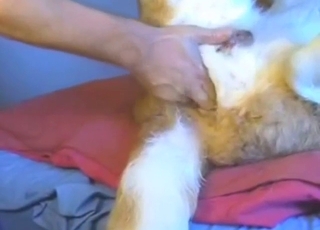 Dog fisting anal fuck with a horned-up dude