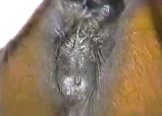 Wet pussy mare getting fucked by a true alpha