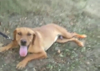 Jungle-dwelling dog enjoying first bestiality sex