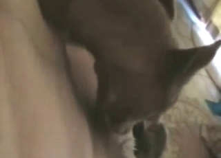 Dog practicing its licking skills in a hot movie