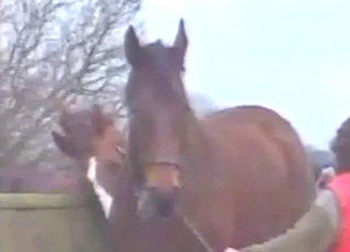 Zoo porn compilation with horses and more