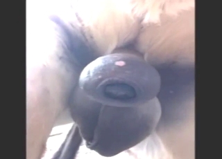 Donkey cocksucker wants his ass fucked too