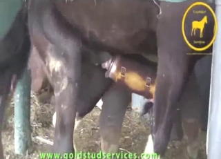 Big-dicked horse is going to get stroked hard