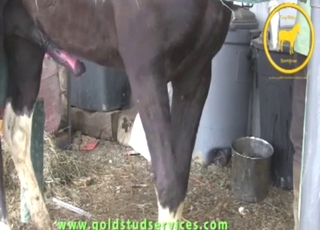 Big-dicked horse is going to get stroked hard