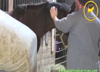 Incredible dick-pleasing session for a horse