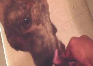 Blowjob from a dog happens at the right moment