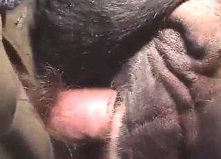 Human cock fucks a mare from behind, it's wild