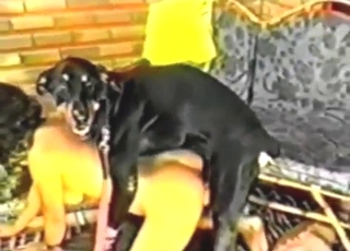 Vintage sex tape with a brunette who fucks a dog