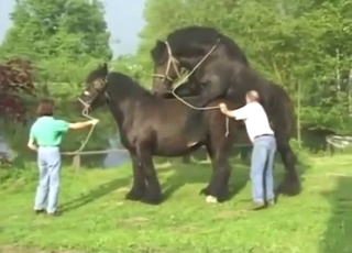 Taboo foreplay with black stallion that gets hard