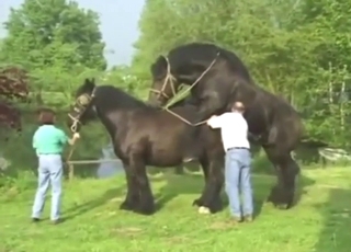 Taboo foreplay with black stallion that gets hard