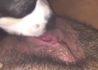 Sexed-up beast licking ass and pussy up close