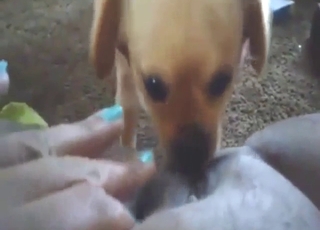 Dark-skinned BBW is happy to get licked too