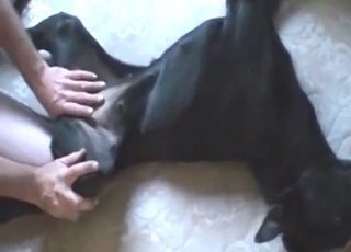 Black dog with a tight hole gets fucked by a guy