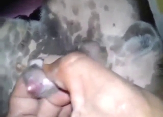 Dog-stroking dude shows his HJ skills on cam