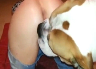 Dog with white fur fucking a zoophile queen