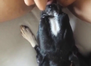 Black Terrier dog is going to lick her wet pussy
