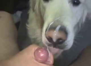 White dog with a cute face licking a nice cock
