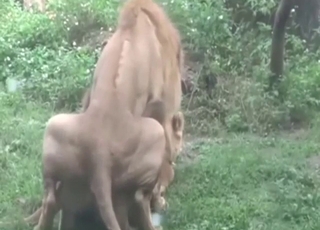 Lion-on-lion fuck with two animals mating hard