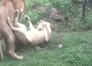 Lion-on-lion fuck with two animals mating hard