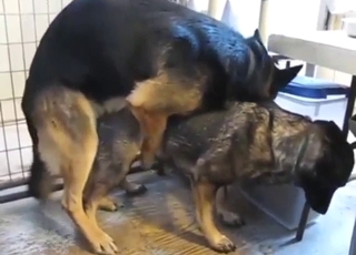 German Shepard dogs end up nutting and such