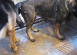 German Shepard dogs end up nutting and such