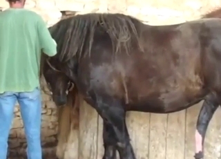 Nice-dicked horse showing off that boner