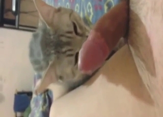 Cat gives him a nice blowjob so he's happy