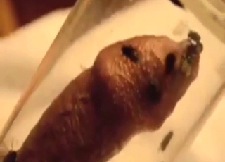 Flies attack this dude's cock-head for being dirty