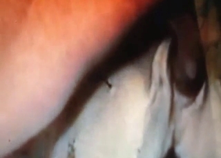 Guy with a nice-looking penis fucks a Great Dane