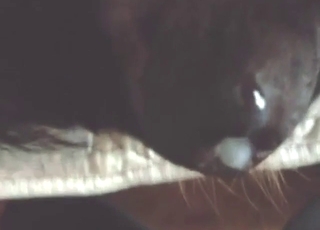 Black Rotty enjoying thrusts in and out today