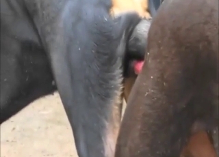 Dog-on-dog fuck with a large cock knotting her